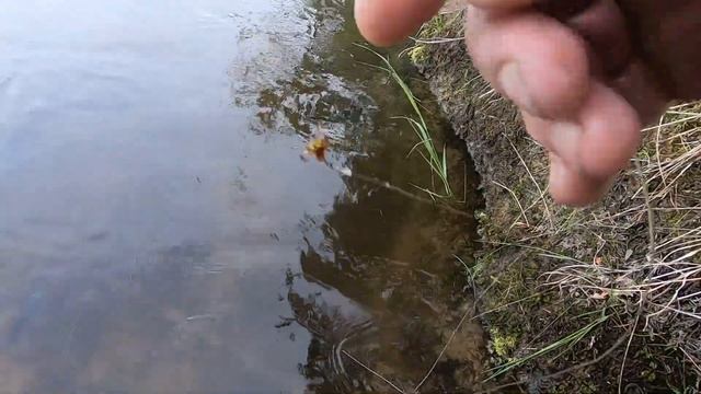 Ловля хариуса на кораблик"Катюша"#Река #Хариус #Кораблик #ОтдыхКарелия #РыболовныйГид #ВодомётПорог смотреть онлайн