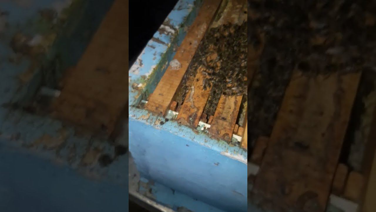 посмотрел зимовку 17.01.2024