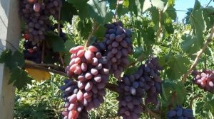 Виноград Байконур. Самый лучший.