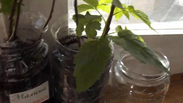 Восстановление покупных саженцев из магазина. смотреть онлайн