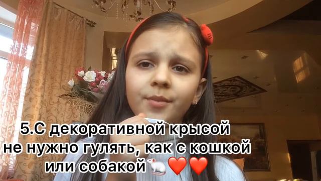ПЛЮСЫ И МИНУСЫ ДЕКОРАТИВНЫХ КРЫС🐁💕|Kristi_Sweet смотреть онлайн