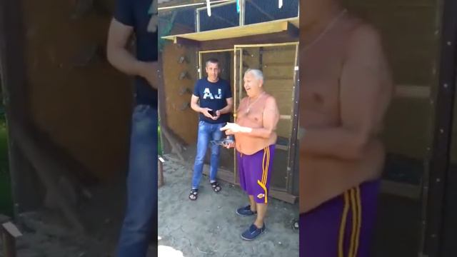 12.06.2020 Сдача голубей на голубедром КВГ ОРИОН ,второй этап. смотреть онлайн