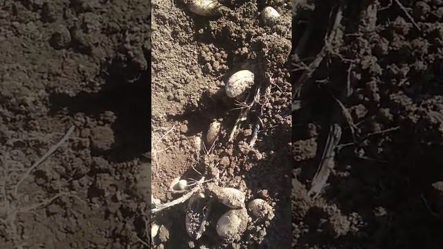 Сорта чароит и королева анна смотреть онлайн