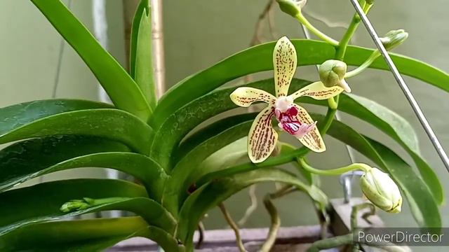 A New Vanda Bloom... смотреть онлайн