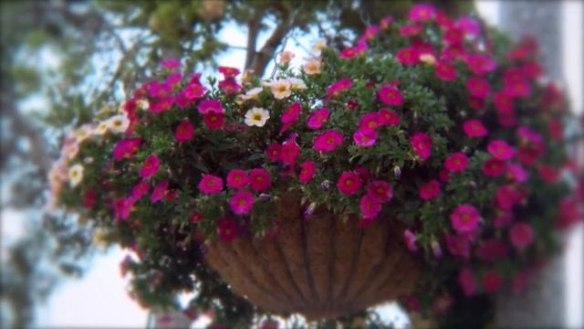 Arnold & Maria Wedding Trailer смотреть онлайн