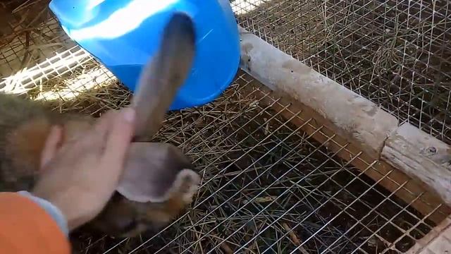 Крольчата.Чем кормлю свой молодняк.Мой молодняк 2017.Их возраст. смотреть онлайн