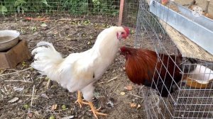 День рождения | Пополнение в хозяйстве | Петушиные бои