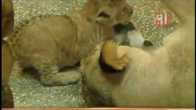 Львица родила двойню смотреть онлайн
