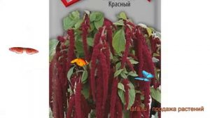 Амарант обыкновенная Красный (krasnyy) ? амарант Красный обзор: как сажать семена амаранта Красный