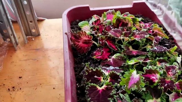 Колеусы зимой в помещении. Сохранение и черенкование, условия содержания смотреть онлайн