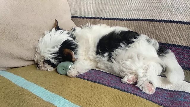 Щенок бивер йорк Офелия смотреть онлайн