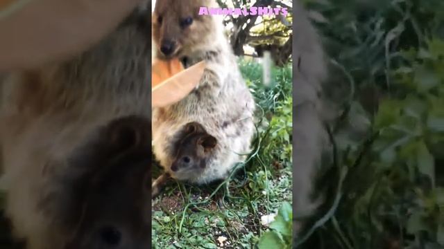 Сумчатый Зверек Квокка ? Funny Animals ? #shorts #animals #funnyanimals смотреть онлайн