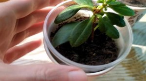 АЗАЛИЯ РАЗМНОЖЕНИЕ ЧЕРЕНКИ наращивают КОРНИ