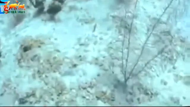 Возбужденный дельфин напал на дайвера. Дайвер В ШОКЕ от происходящего / Шокирующие кадры смотреть онлайн