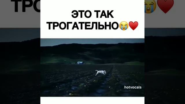 loshadi-i-sobaki смотреть онлайн