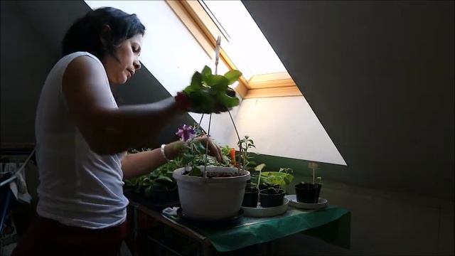 Petunias parte II. смотреть онлайн