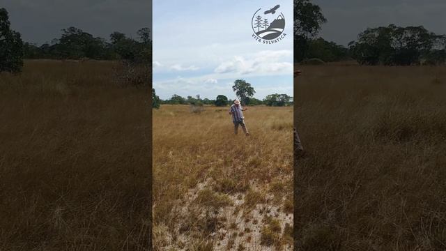 Эдафическая саванна