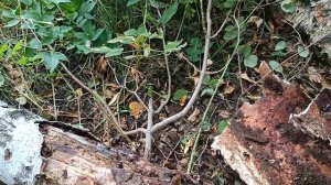 Да уж,подвалила работёнка/Лес меня выручает 🌿☘️🍀