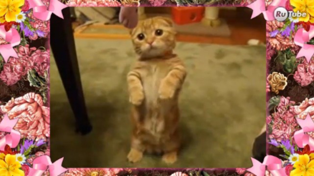 Милашки! смотреть онлайн