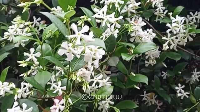 Trachelospermum Jasminoides смотреть онлайн