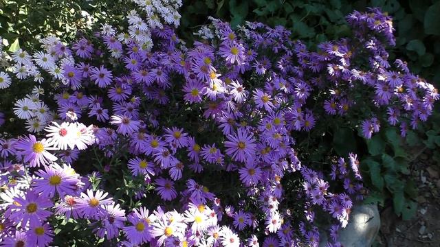 Пчелы собирают пыльцу в октябре смотреть онлайн