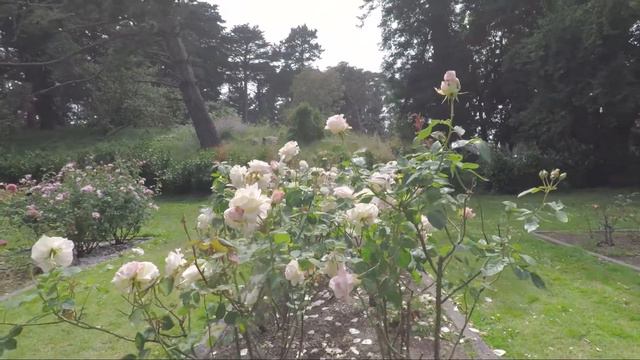Golden Gate Park Rose Garden Part 2 06/06/2017 смотреть онлайн