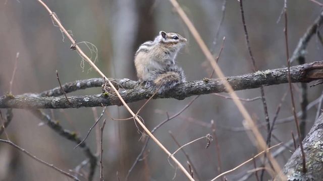 Бурундук на столбах весной смотреть онлайн