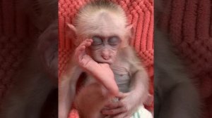 Милая маленькая обезьянка спит с пальцем во рту