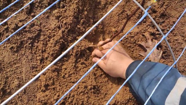 Уход за виноградом в Ленинградской области 2 год жизни. смотреть онлайн