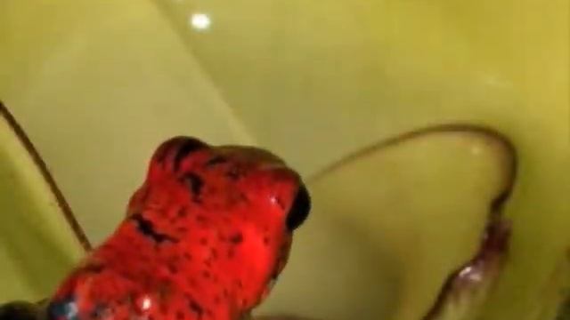 размножение лягушек - хитрости эволюции.wmv смотреть онлайн