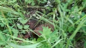 INSULATOR HUNT | Охота на Изоляторы | #1