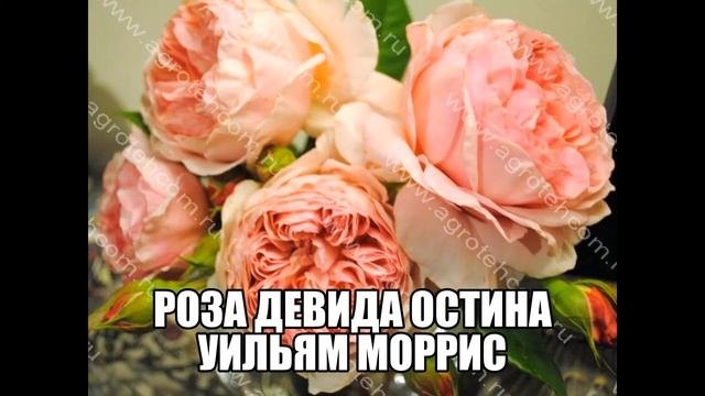 Роза Девида Остина Уильям Моррис смотреть онлайн