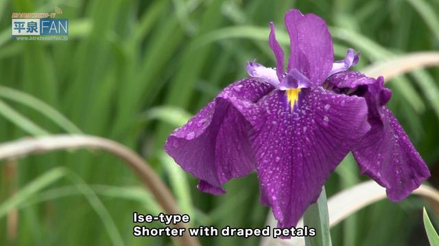 【English】All About Hiraizumi#12 Motsu-ji Iris Festival смотреть онлайн