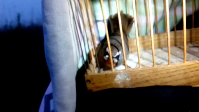 Только сегодня часть 2 Соловей Красношейка. смотреть онлайн