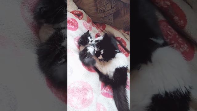 Мама и котёнок смотреть онлайн