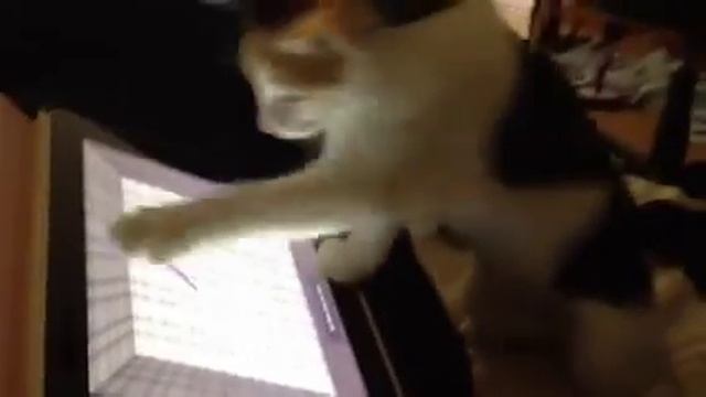 Кошка ловит мышку на айпаде iPad 2 смотреть онлайн