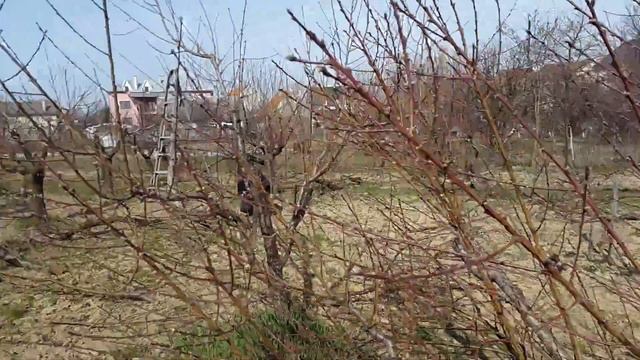Обрезка старых деревев персика смотреть онлайн