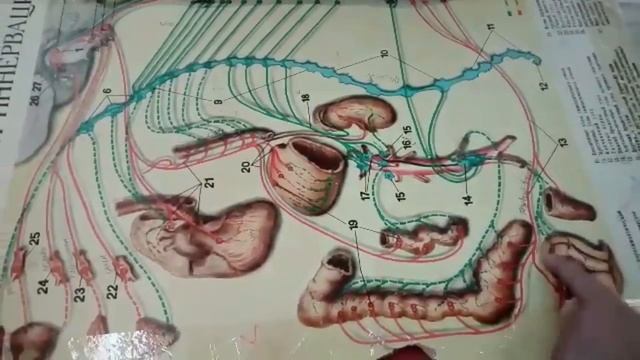 Солнечное (чревное) сплетение смотреть онлайн
