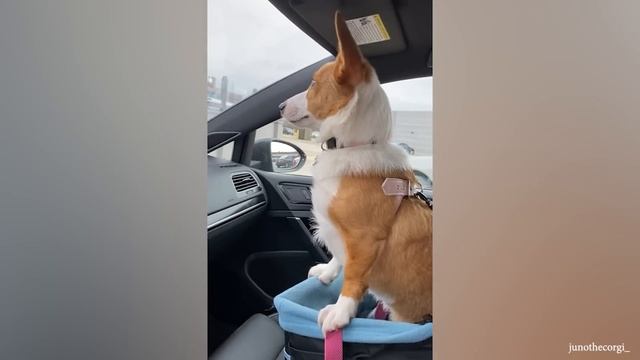 'Brave' dogs reaction when realize he's going to the Vet смотреть онлайн