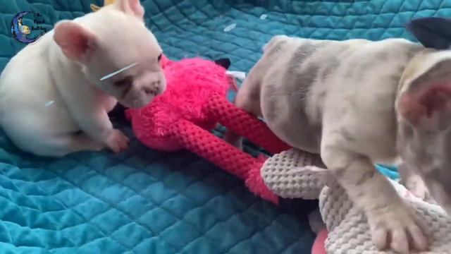 The French Bulldog- Platinum Lilac & Lilac Merle French Bulldogs смотреть онлайн