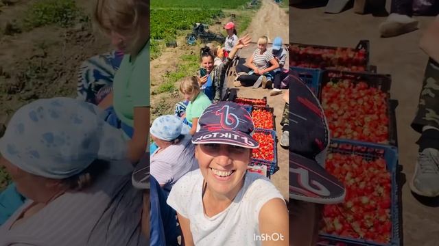 Сбор клубники 🍓Клубничное варенье смотреть онлайн