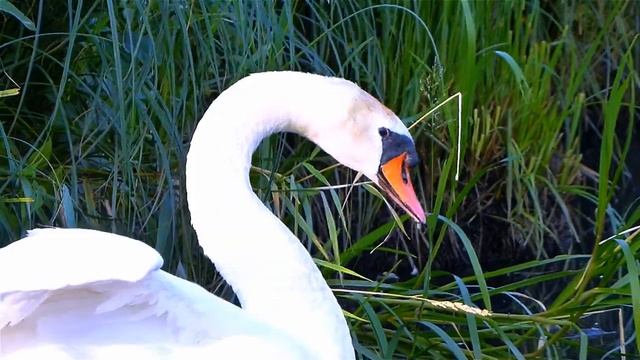 Футаж Лебеди. Красивые Белые Лебеди. Видео для Монтажа. Белые Лебеди Видео. Футажи для видеомонтажа смотреть онлайн
