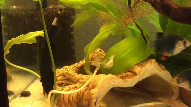 Аптеронотус белокаймовый, Рыба нож смотреть онлайн