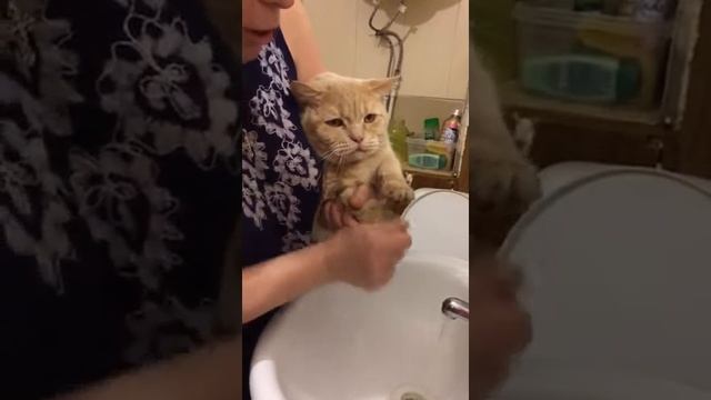 Теперь я понял почему коты в тапки сут смотреть онлайн