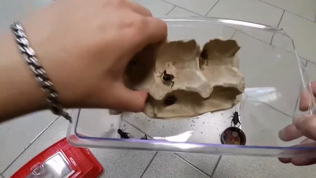 Питьевые гелевые шарики для насекомых / опасны ли для животных? /как содержать сверчков смотреть онлайн