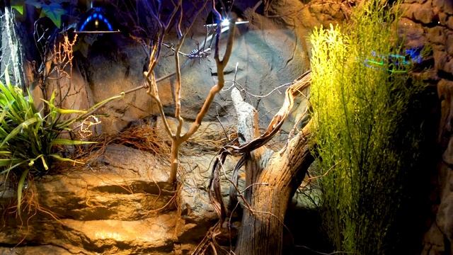 Aquatic Lizard — Giant $7,000 Paludarium смотреть онлайн