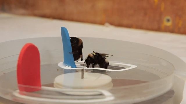 Биологи обнаружили зачатки «культуры» у шмелей