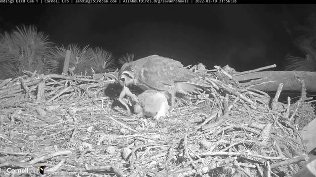 Savannah Great Horned Owls_Mum brings HUGE frog ? / Мама приносит ОГРОМНУЮ лягушку ? смотреть онлайн