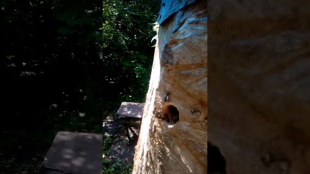 Ку-Ку пчёлки ))))