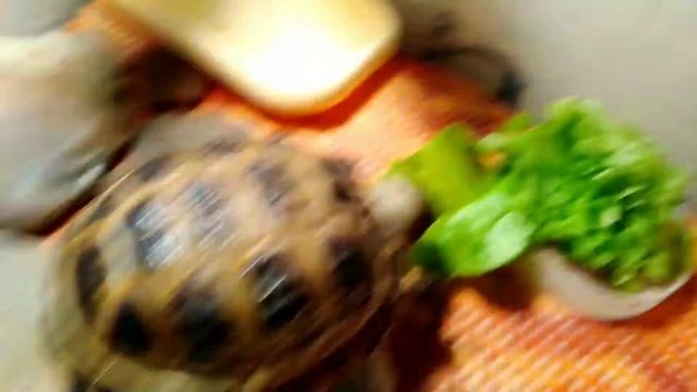 Как кормить черепаха (часть 3) Кормление смотреть онлайн